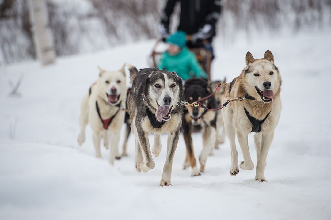 Auberge-du-Lac-Taureau-dogsledding