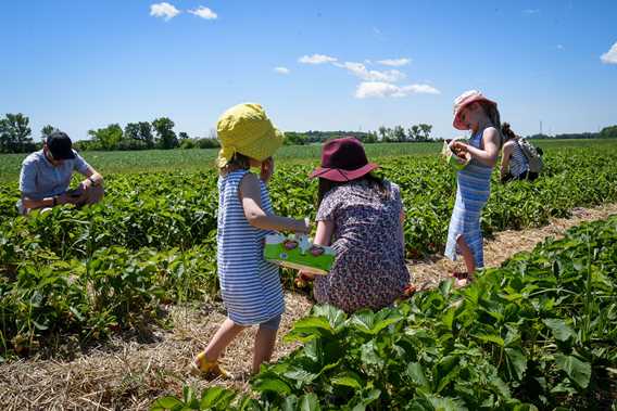 Autocueillette de fraises à la Ferme Cormier