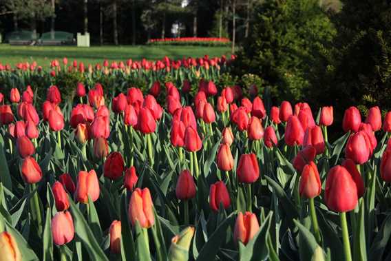 Tulips at Maison Antoine-Lacombe