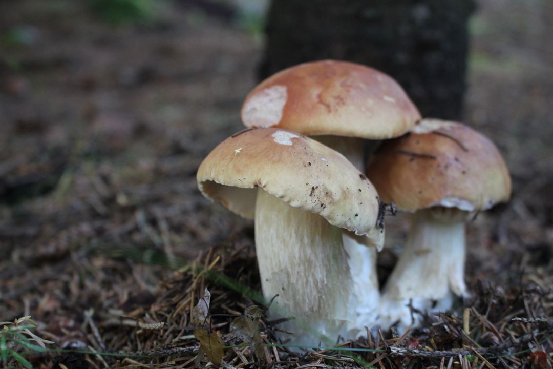 Champignons