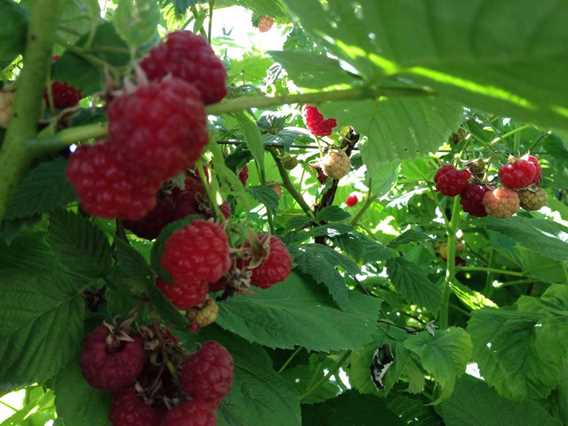 Ferme Bourdelais rasberries