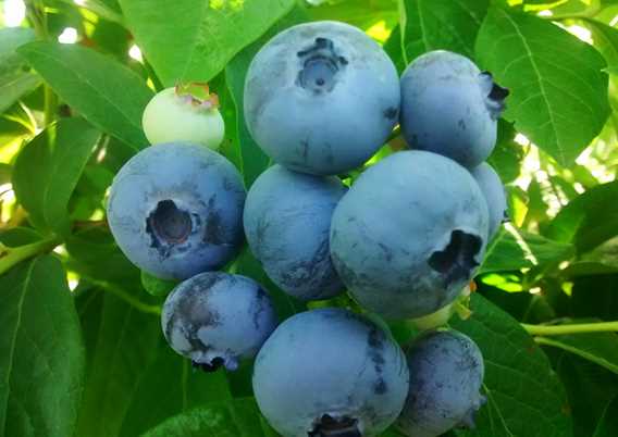 Ferme Bourdelais blueberries