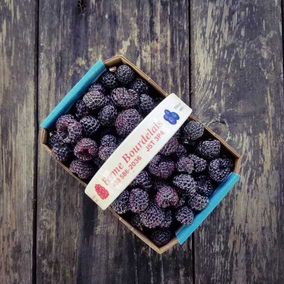 Ferme Bourdelais basket of blueberries
