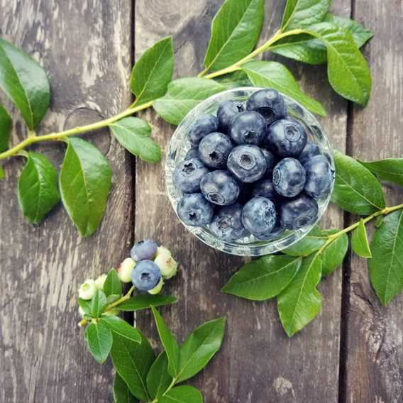 Ferme Bourdelais blueberries