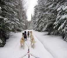 evasion-nature-traineau-a-chiens