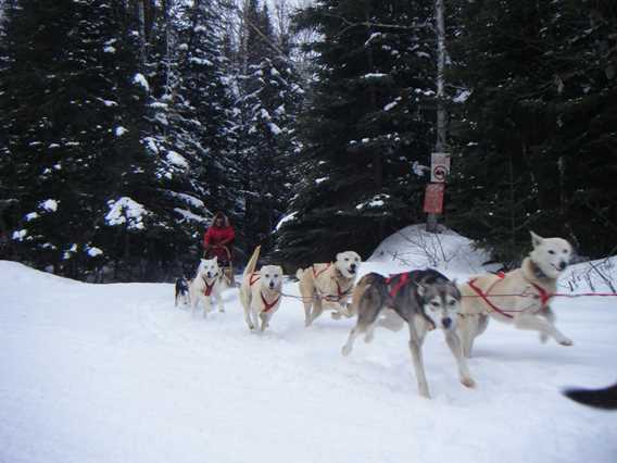 evasion-nature-expedition-k9-chiens-traineau