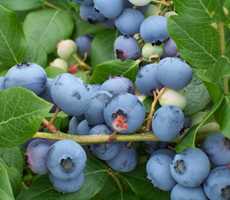 bleuetiere-asselin-blueberries-pick-your-own
