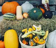 Autocueillette de citrouilles