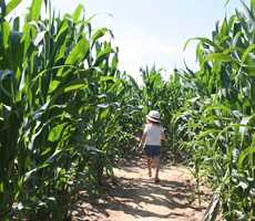 labyrinthe de mais