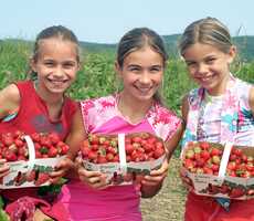 autocueillette-fraises