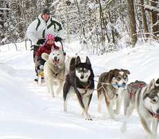 chiens de traineau chez Kinadapt