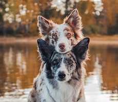 Chiens à l'Auberge du Lac Taureau