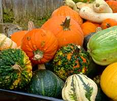 Squash at La Courgerie