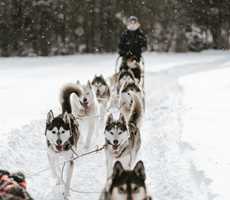 Dogsledding
