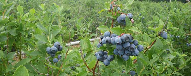 Blueberries of Bleuetière Royale