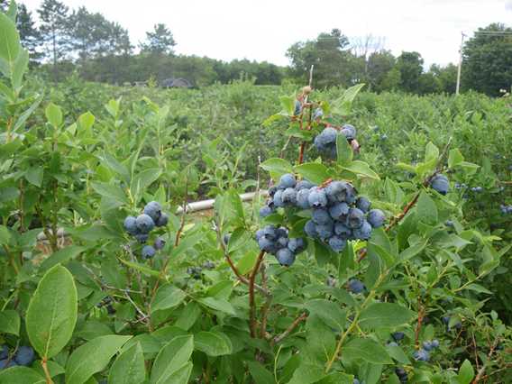 Bleuets de la Bleuetière Royale