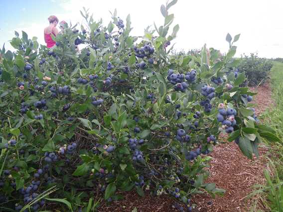 Blueberries of Bleuetière Royale