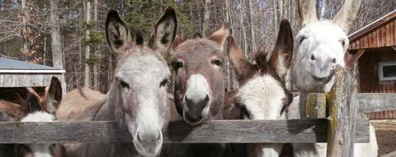 La gang de 'filles' vous attend!