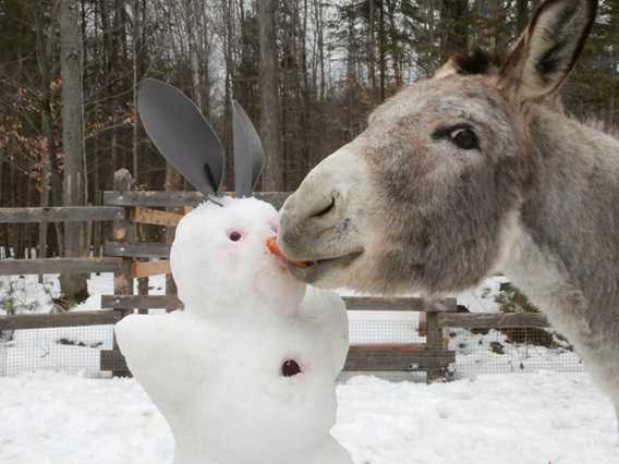 Vénus adore les bonhommes de neige!