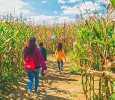 Corn Maze at Ferme Guy Rivers