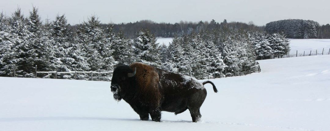 bisonniere_bison_danslaneige_entete_TM