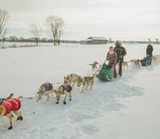 Activité de traîneau à chien aux Aventures Liguoriennes