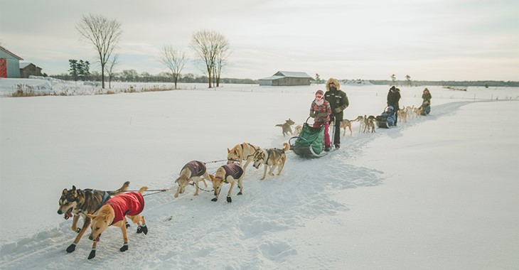 Activité de traîneau à chien aux Aventures Liguoriennes