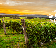 Vignoble Saint-Gabriel