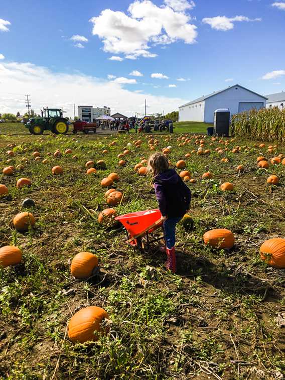 Pumpkins field at Ferme Mathieu Lavoie