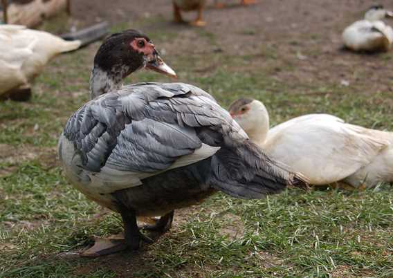 Les canards d'abord