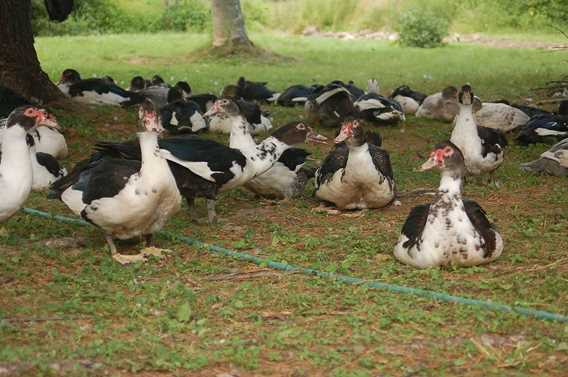 Canards en été
