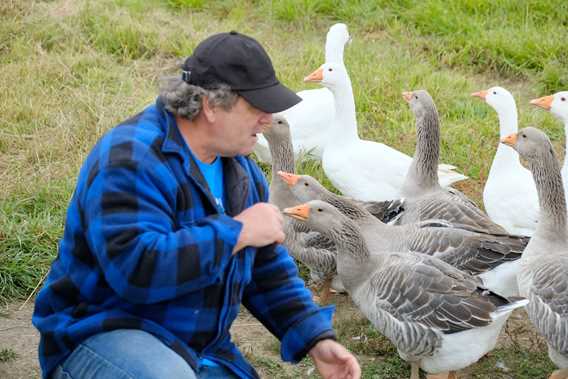 Les canards d'abord