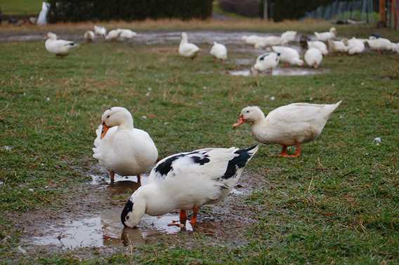 Les canards d'abord