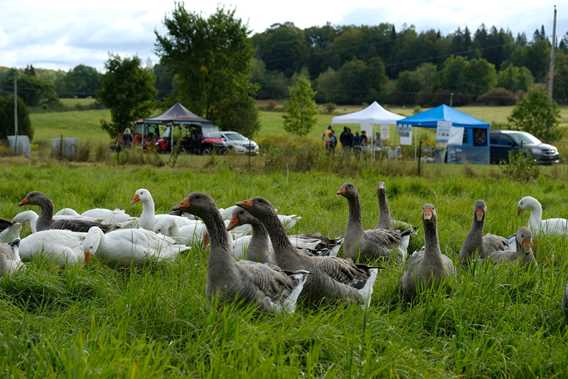 Les canards d'abord