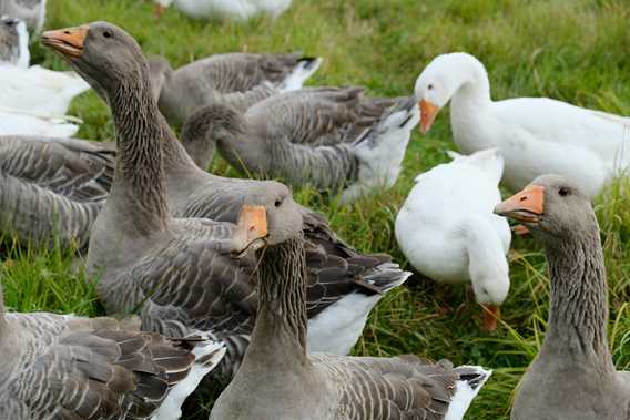 Les canards d'abord