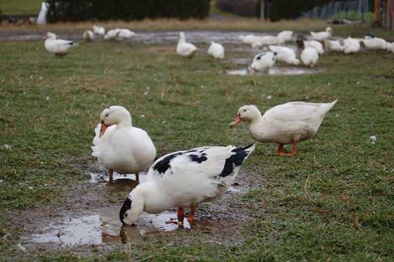 Canards à l'automne