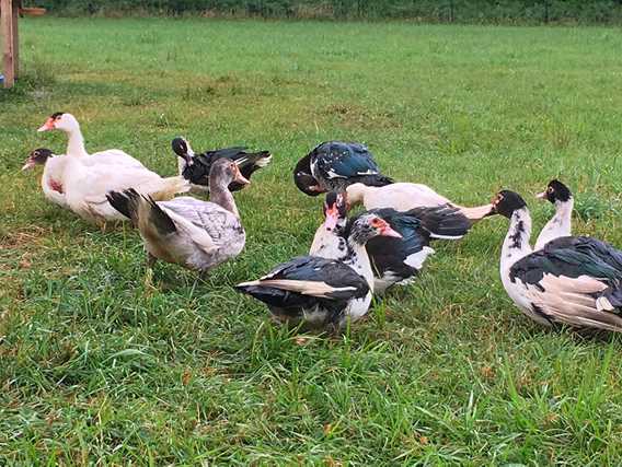 Les canards d'abord
