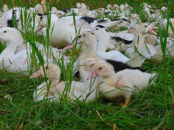 Les canards d'abord