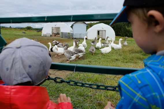 Les canards d'abord