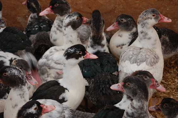 Les canards d'abord