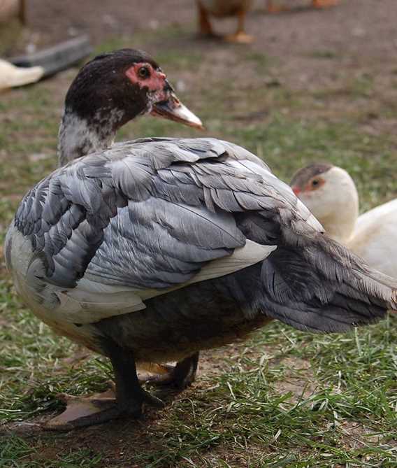 Fier canard de barbarie