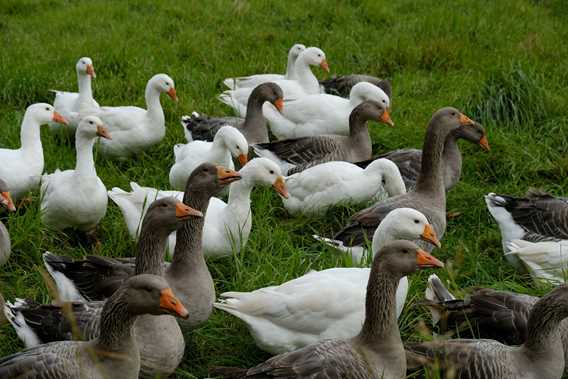 Les canards d'abord