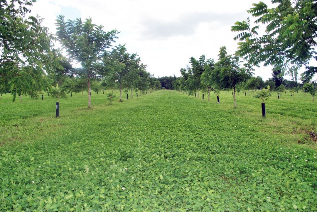 Au jardin des noix
