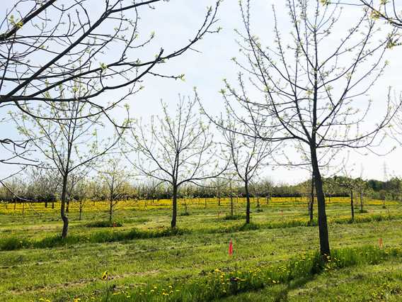 Au jardin des noix