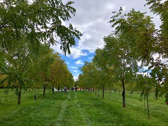 Au jardin des noix