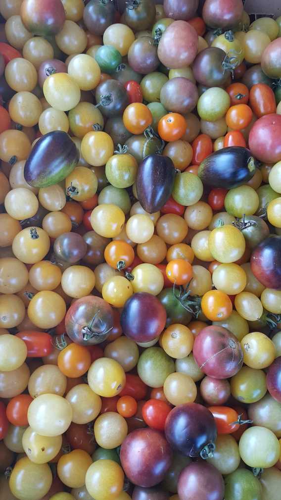 Tomatoes at Les P'tits fruits de Marie