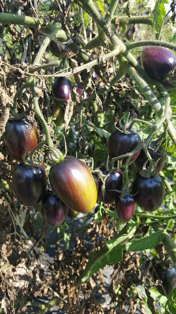 Légumes de Les P'tits fruits de Marie