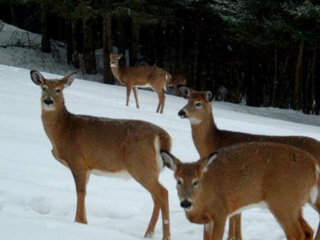 Virginia deer.