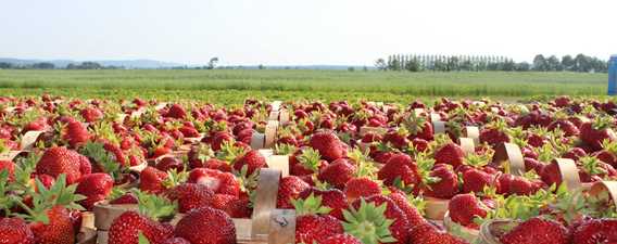 Strawberry fields at Ferme Marc Leblanc