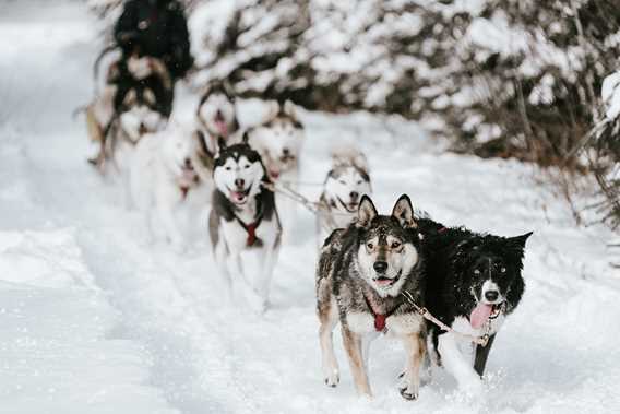 Dogsledding at Kinadapt